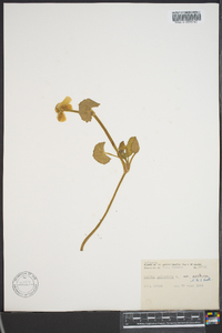 Caltha palustris image