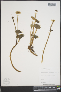 Caltha palustris subsp. arctica image