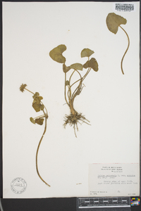 Caltha palustris image