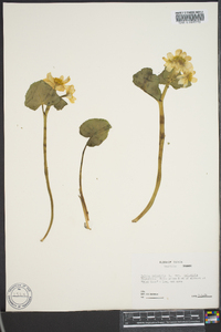 Caltha palustris image