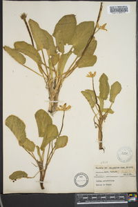 Caltha rotundifolia image