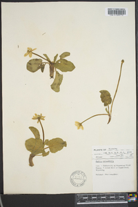 Caltha rotundifolia image