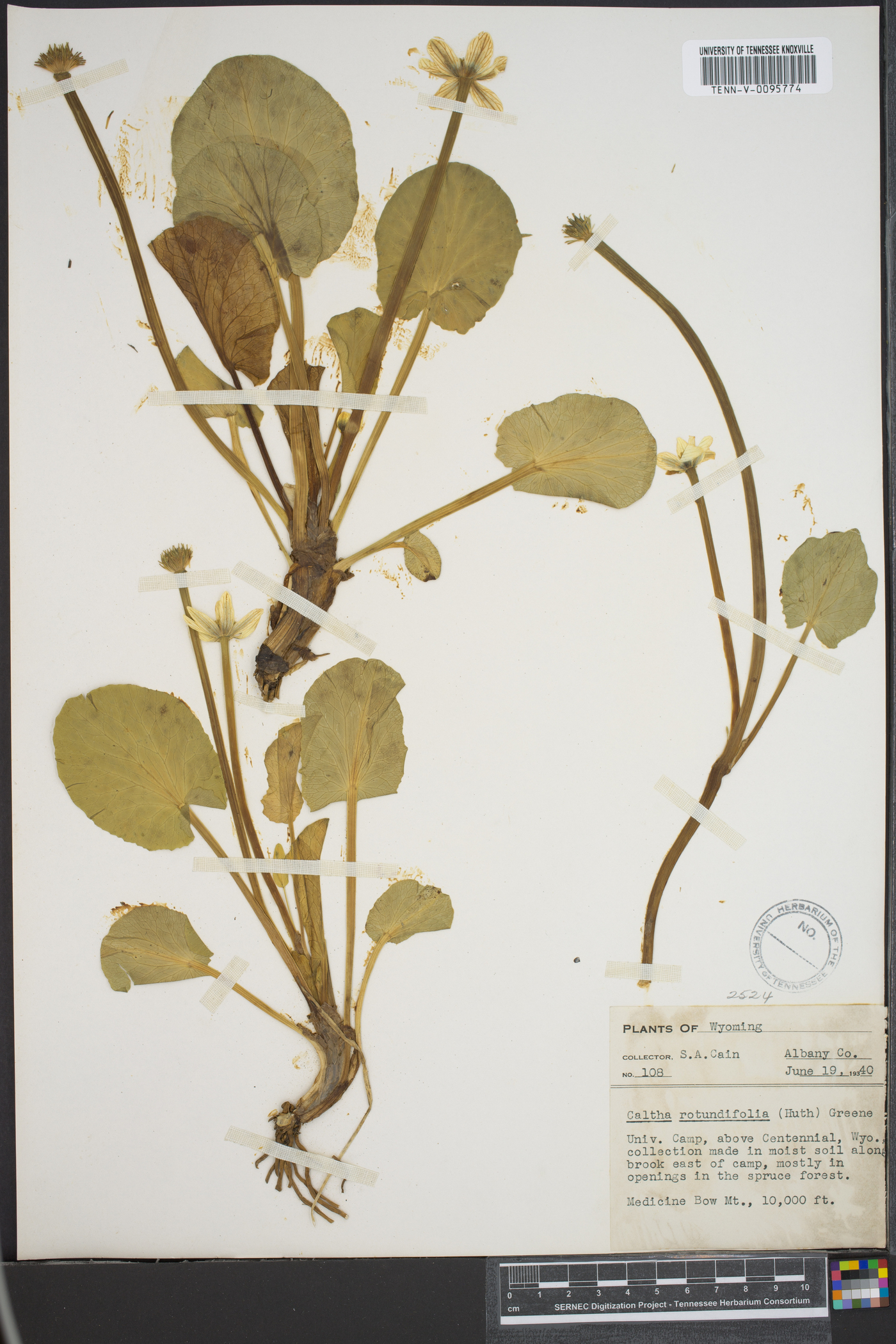 Caltha rotundifolia image