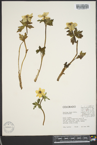 Trollius laxus image