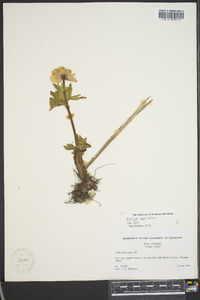 Trollius laxus image