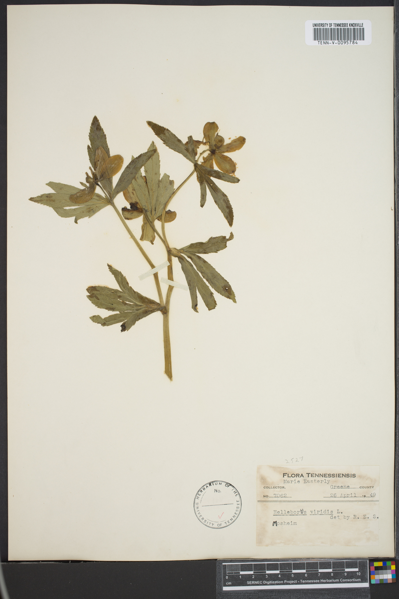 Helleborus viridis image