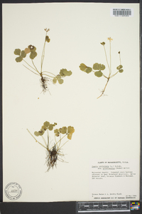 Coptis trifolia image