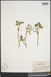 Xanthorhiza simplicissima image
