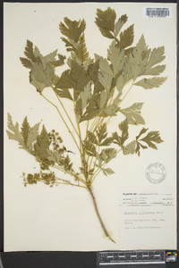 Xanthorhiza simplicissima image