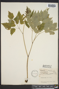 Actaea pachypoda image