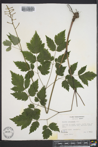 Actaea pachypoda image