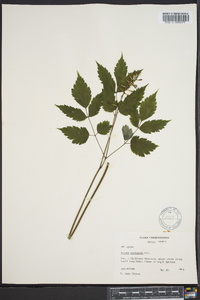 Actaea pachypoda image