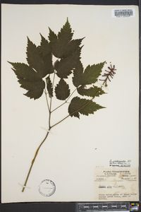 Actaea pachypoda image