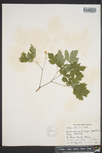 Actaea alba image