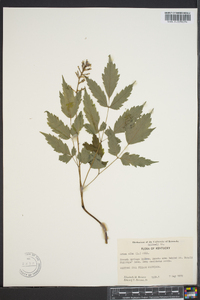 Actaea alba image