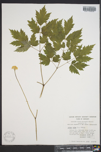 Actaea alba image