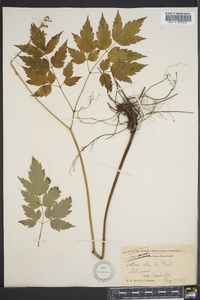 Actaea alba image