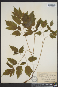 Actaea alba image