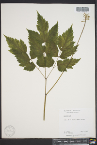 Actaea alba image