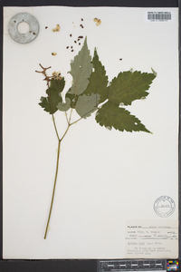 Actaea alba image