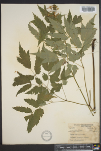 Actaea alba image