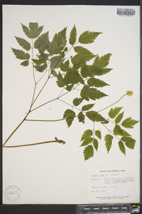 Actaea alba image