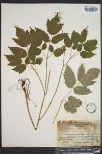 Actaea alba image