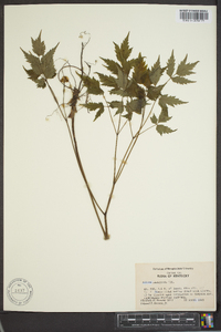 Actaea pachypoda image