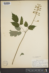 Actaea pachypoda image