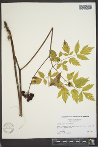 Actaea rubra image