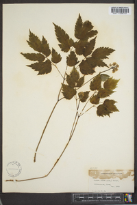 Actaea rubra image