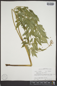 Actaea rubra image