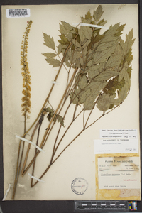 Actaea racemosa image