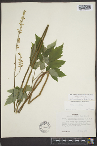 Actaea racemosa image