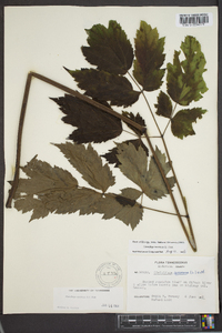 Actaea racemosa image