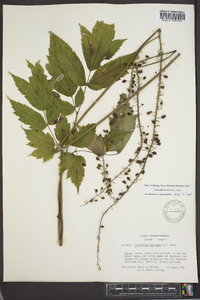 Actaea racemosa image