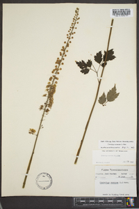 Actaea racemosa image