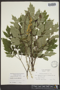 Actaea racemosa image