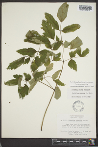 Actaea racemosa image