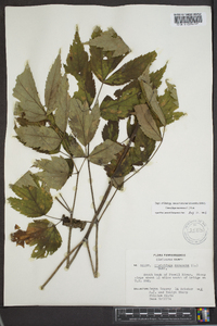 Actaea racemosa image