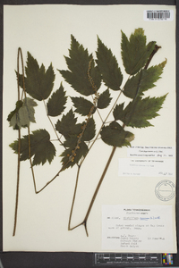 Actaea racemosa image