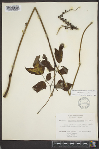 Actaea racemosa image