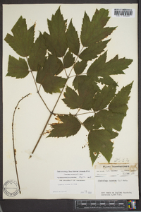 Actaea racemosa image