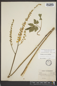 Actaea racemosa image