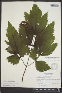 Actaea racemosa image