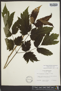 Actaea racemosa image