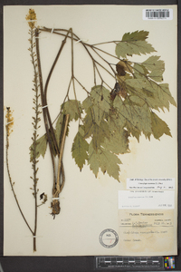Actaea racemosa image