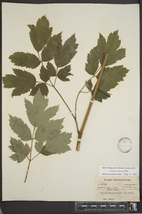 Actaea racemosa image