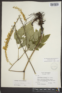 Actaea racemosa image