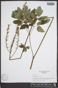 Actaea racemosa image